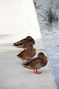 View of birds in lake