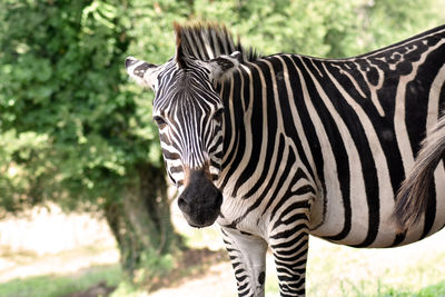 Close-up of a zebra