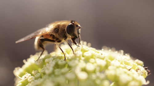 Close-up of insect on flower