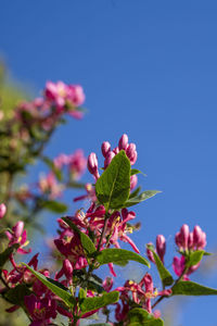 Close-up of pink flowering plant