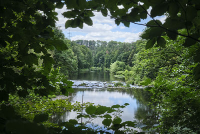 Scenic view of lake in forest against sky