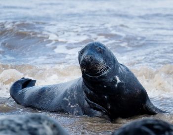 High angle view of sea lion