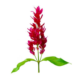 Close-up of red flowering plant against white background