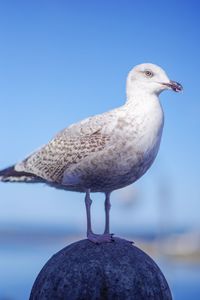 Close-up of seagull perching on rock against sky