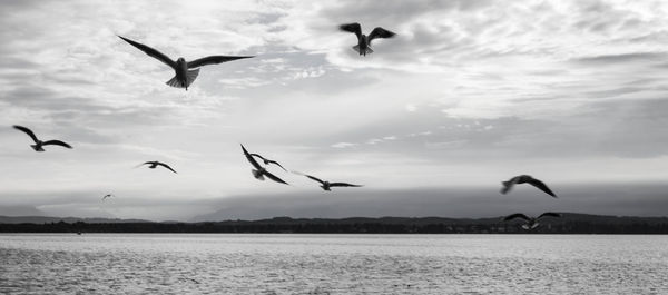 Seagulls flying over water against sky