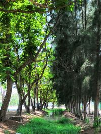 Trees in forest