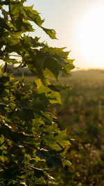 Close-up of leaves on field against sky