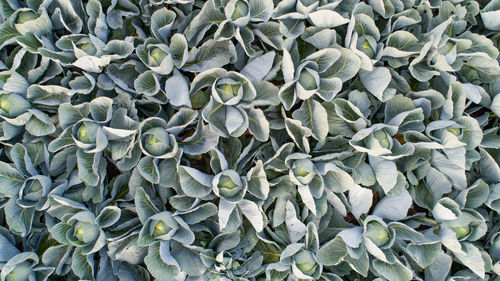 Cabbage field in the cabbage growing region schleswig holstein