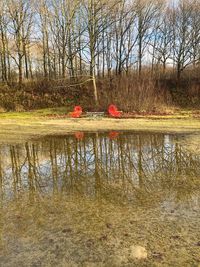 Reflection of bare trees in lake