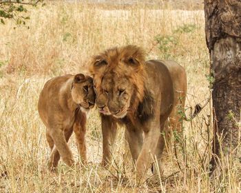 View of two cats on field