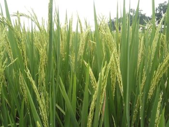 Close-up of stalks in field