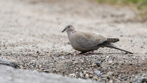 Close-up of bird perching on field