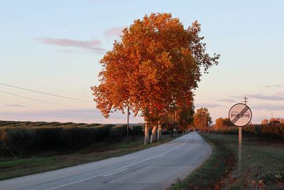 Autumn tree by road against sky