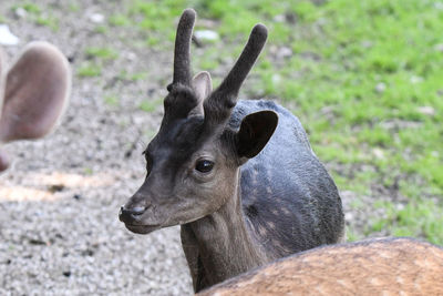 Close-up portrait of deer