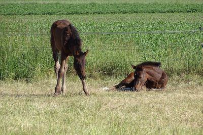 Brown foals on field by fence