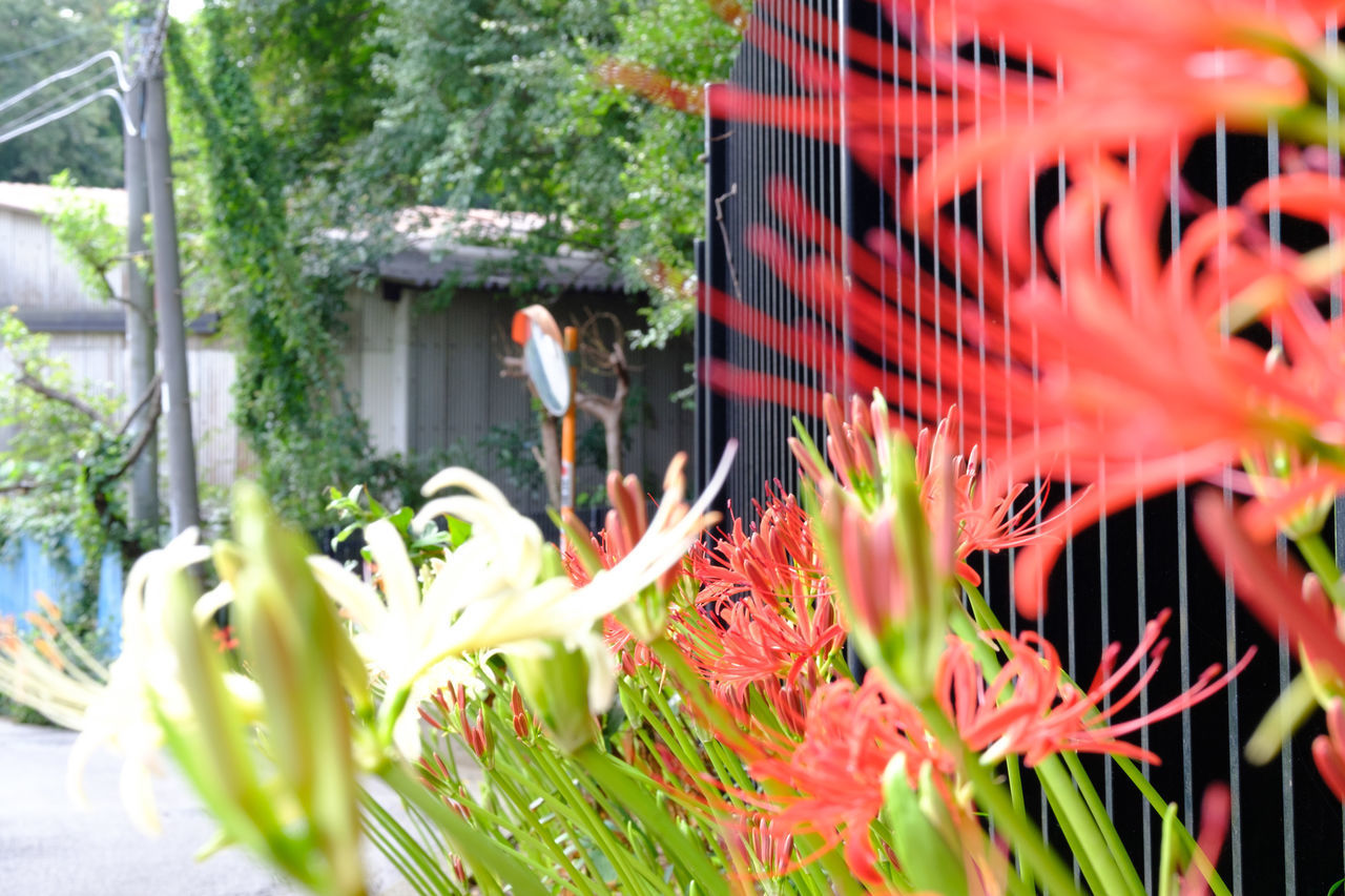 CLOSE-UP OF RED FLOWERING PLANT AGAINST TEMPLE