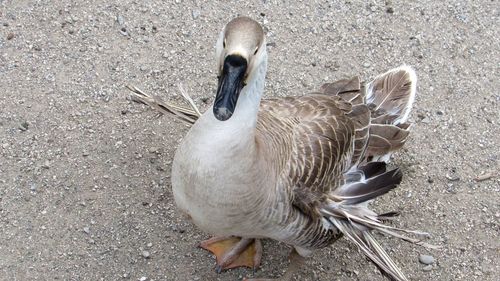 High angle view of bird on land