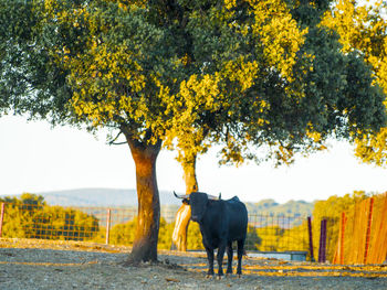 Horse on field against trees