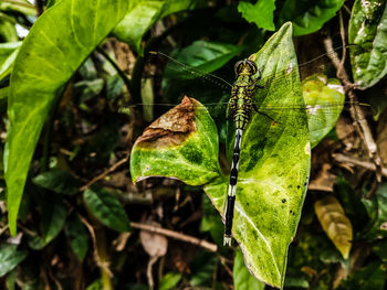 Close-up of butterfly on leaves