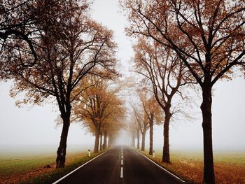 Road amidst trees during foggy weather