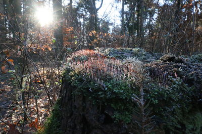 Trees growing on field in forest