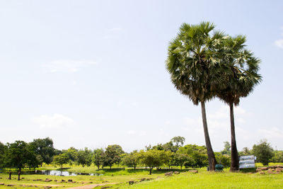 Scenic view of palm trees on field against sky