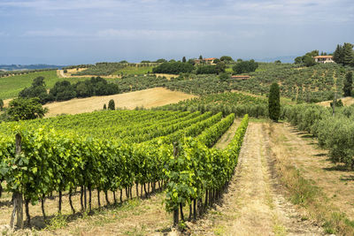 Scenic view of vineyard against sky