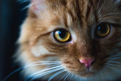 Close-up portrait of cat