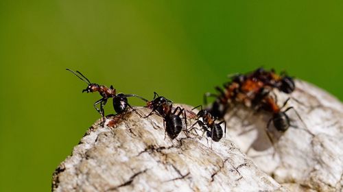 Close-up of ants on wood