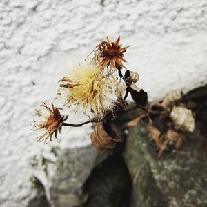 Close-up of flowers