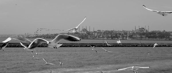 Seagulls flying over sea against sky