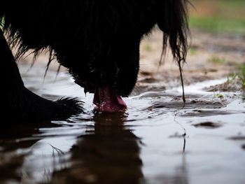 Close-up of dog drinking water