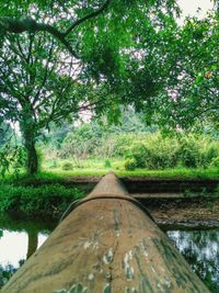 Scenic view of trees