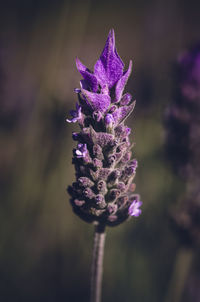 Close-up of purple flowering plant