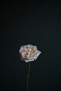 Close-up of wilted rose against black background