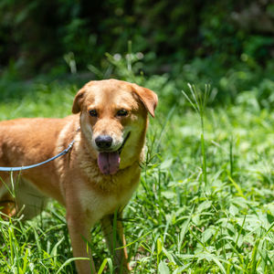 Portrait of dog on field