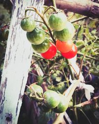 Close-up of fruits growing on tree