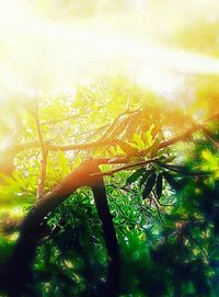 Close-up of fresh yellow tree against sky