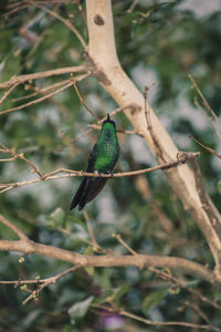 Close-up of bird perching on branch