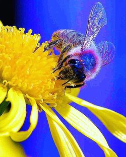 Close-up of insect on yellow flower