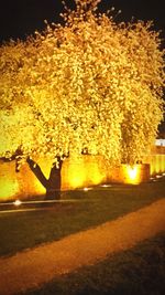 Illuminated trees at night