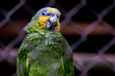Close-up of parrot in cage