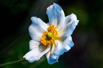 Close-up of white flower blooming outdoors