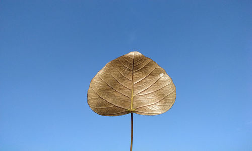 Low angel view of peepal dry leaf against clear blue sky