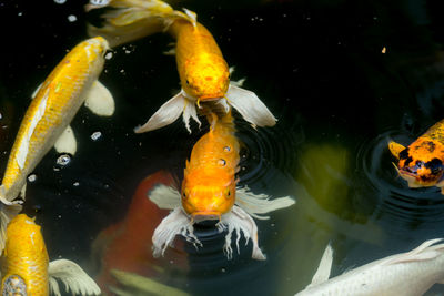 View of koi fish in water