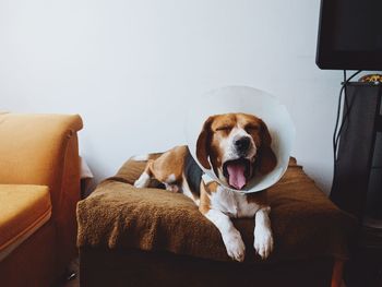 Portrait of dog sitting on sofa at home