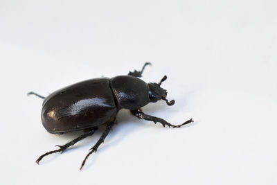 Close-up of insect on white background