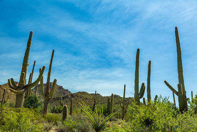 Cactus plants growing in desert against sky