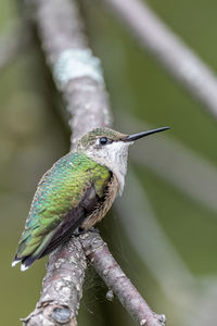 Close-up of bird perching on branch