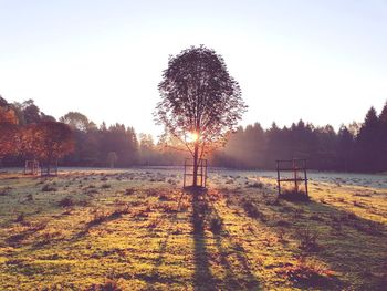 Trees on field against sky